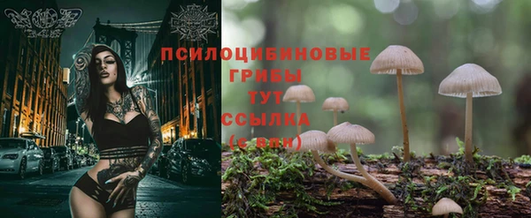 PSILOCYBIN Алексеевка